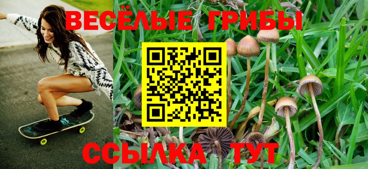 Галлюциногенные грибы Psilocybe Кандалакша